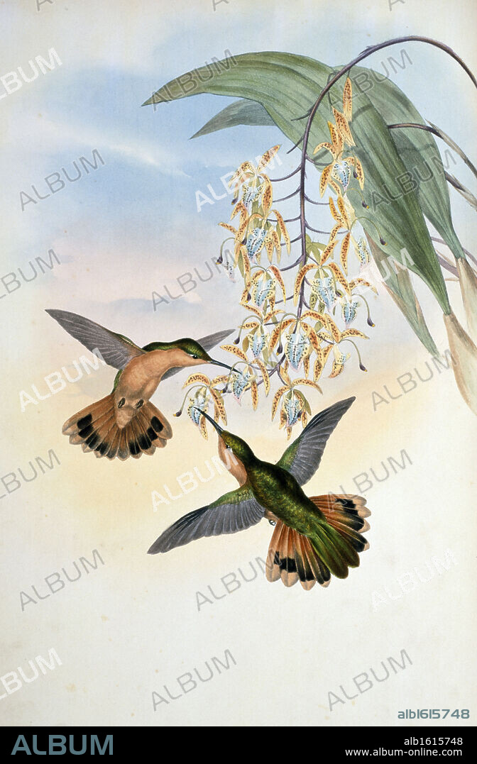 Fawn-Breasted Sabre-Wing  Hermit (Campylopterus Rufus) by John Gould,  (1804-1881),  USA,  Pennsylvania,  Philadelphia,  Academy of Natural Sciences,  1861.