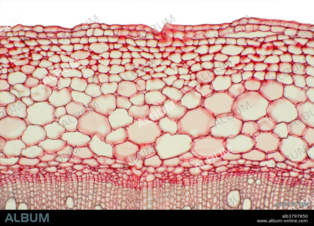 Transverse section of a Datura Stem (Datura stramonium). Light micrograph of a section through the stem. The magnification is 200 times when printed 10 inches wide. Datura is also known by the common names Jimson Weed, Gypsum Weed, Stink Weed, Loco Weed, Jamestown Weed, Thorn Apple, Angel's Trumpet, Devil's Trumpet, and Devil's Snare. It is a common weed in the nightshade family. It contains tropane alkaloids that are sometimes used as a hallucinogen.