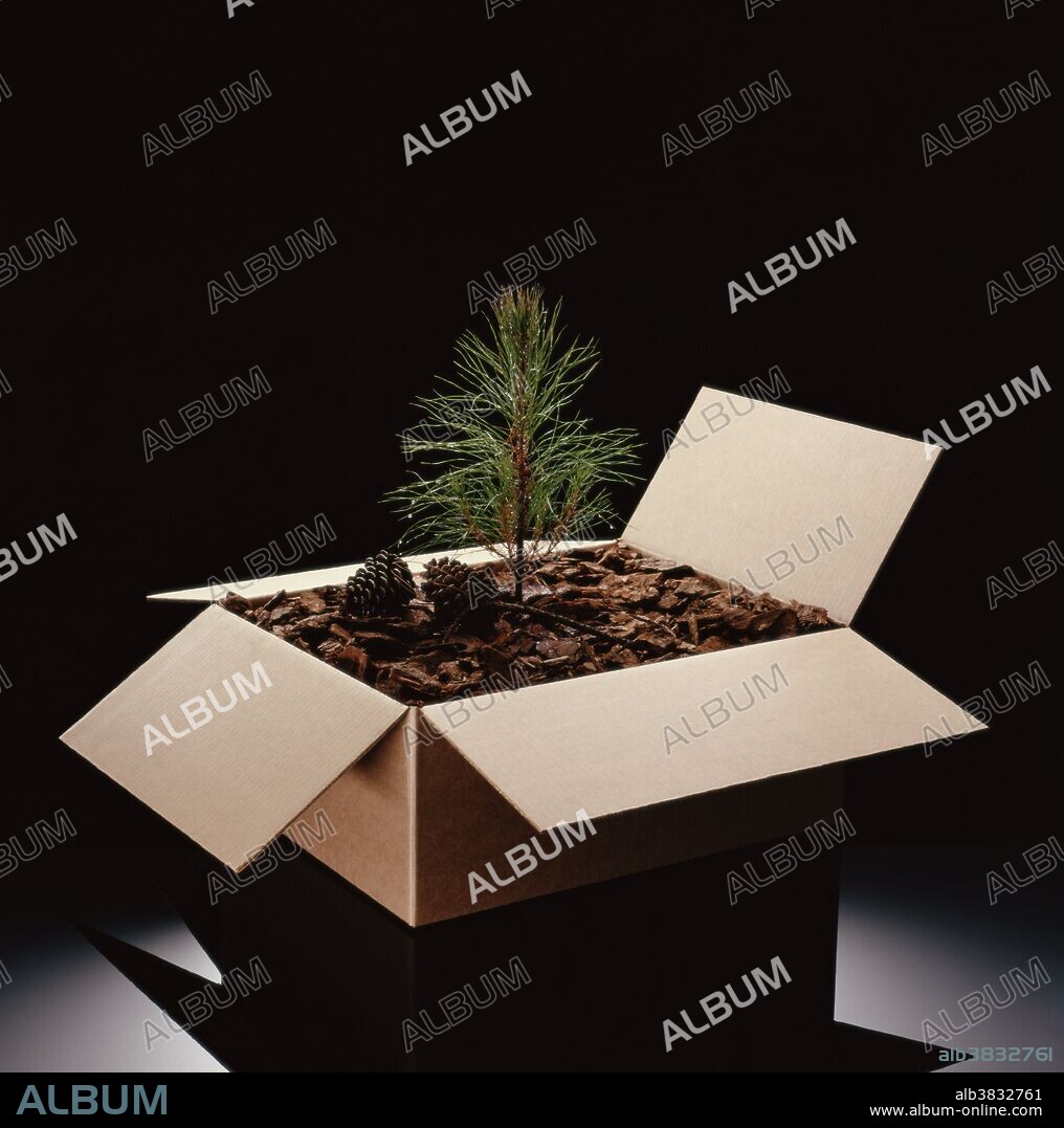 Tree sapling in a box of soil.