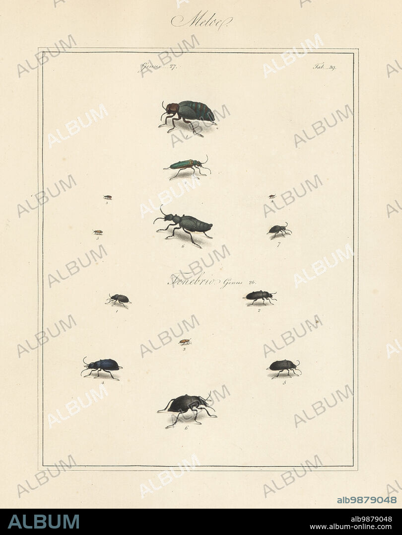 Lytta spanishfly, Lytta vesicatoria 2, Anthicus antherinus 3, narrownecked grain beetle, Omonadus floralis 4, Notoxus monoceros 5, black oil-beetle, Notoxus monoceros 6, var. or male? 7, unknown Meloe species 1. Handcoloured copperplate engraving from Thomas Martyns The English Entomologist, Exhibiting all the Coleopterous Insects found in England, Academy for Illustrating and Painting Natural History, London, 1792.