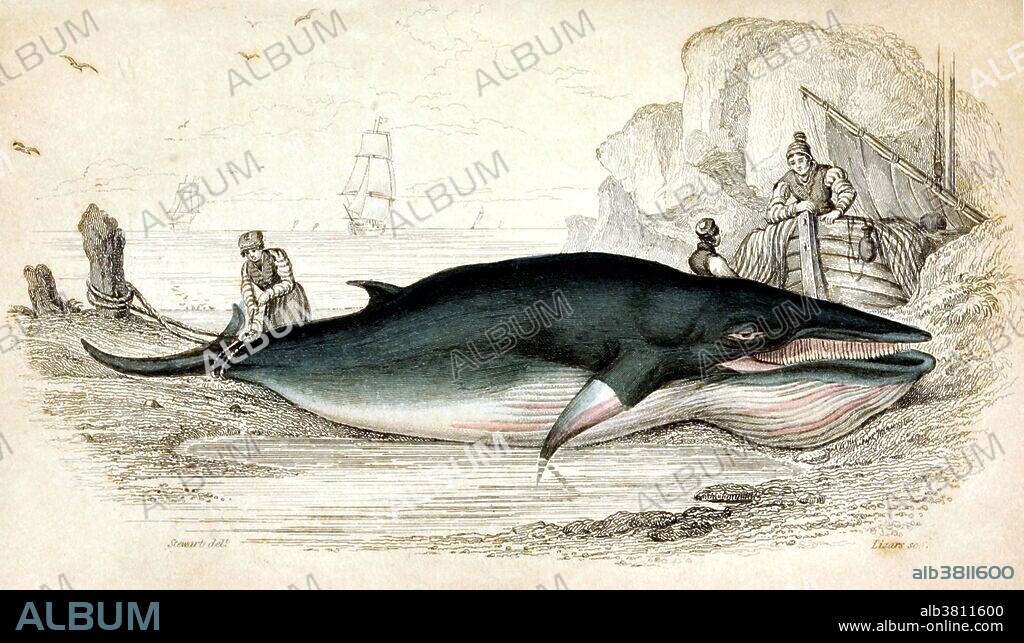 Whaling, Minke Whale, 19th Century - Album alb3811600