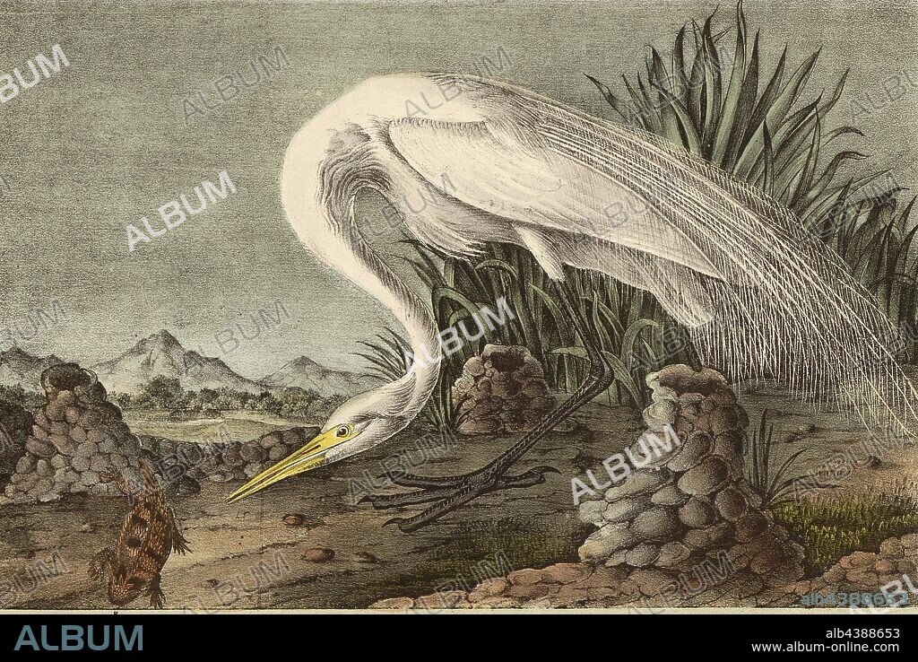 Great American White Egret, Great Egret (Ardea alba egretta, Casmerodius albus, Egrett a alba), Signed: J.J. Audubon, J.T. Bowen, lithograph, Pl. 370 (vol. 6), Audubon, John James (drawn); Bowen, J. T. (lith.), 1856, John James Audubon: The birds of America: from drawings made in the United States and their territories. New York: Audubon, 1856.