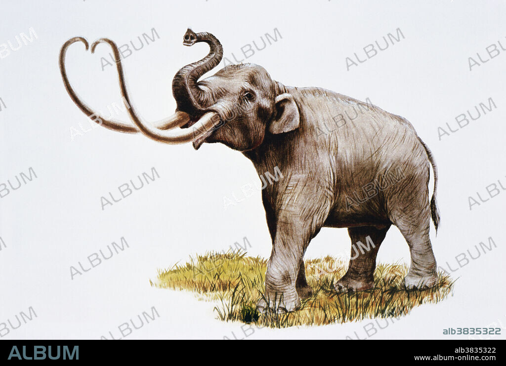 The imperial mammoth (Mammuthus imperator) lived in North America during the Pleistocene Epoch. Illustration from the Natural History Museum of LA County.