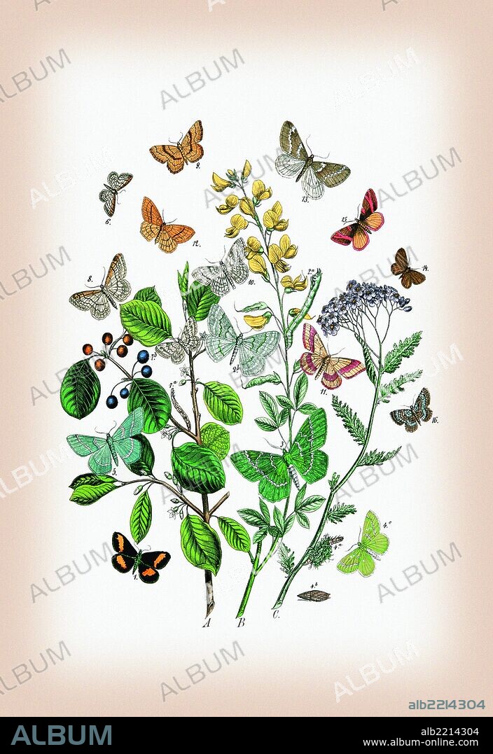 Moths: Psodos Quadrifaria, Geometra Papilionaria, et al. 1889.