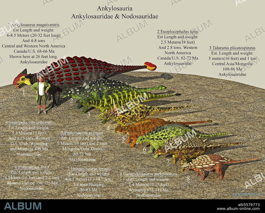 Size reference chart of various ankylosaurids and nodosaurids from the prehistoric era.