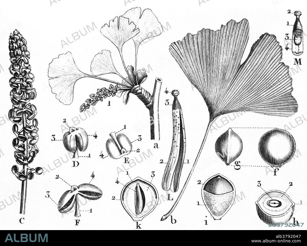 Ginkgo biloba Living Fossil Album alb3792047