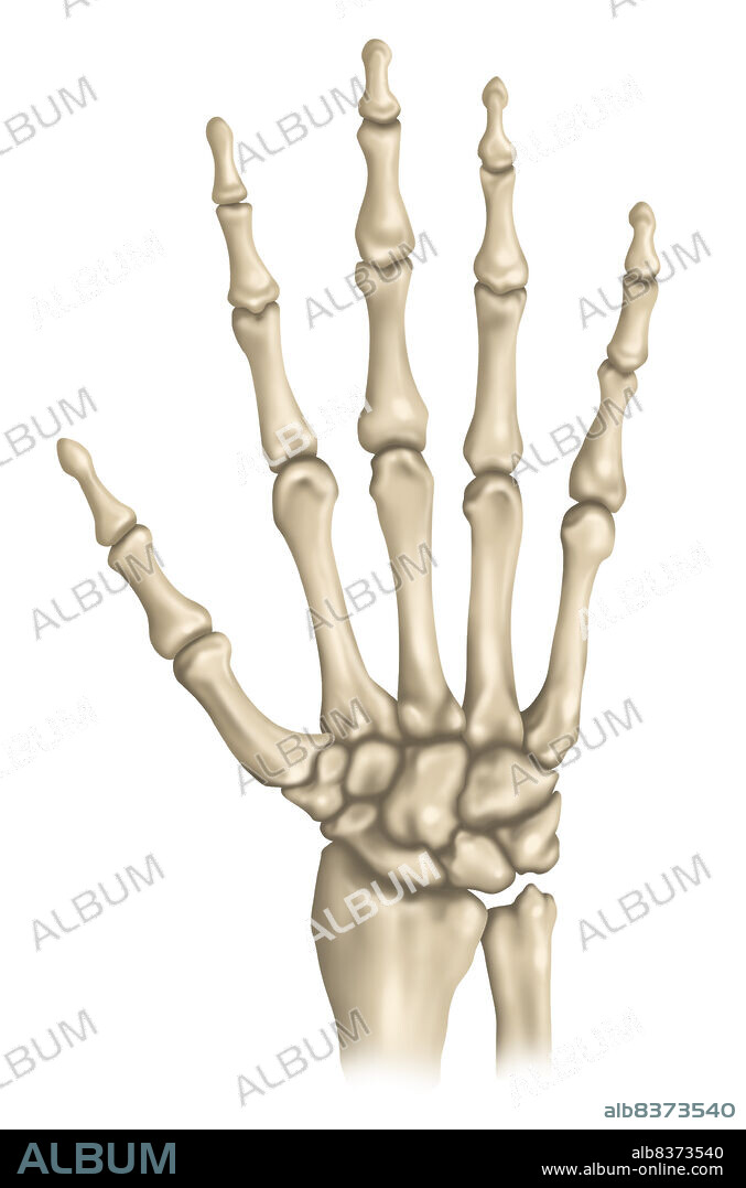 SKELETON, HAND.