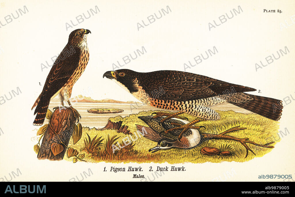 Merlin, Falco columbarius 1, and peregrine falcon with duck, Falco peregrinus 2. Pigeon hawk 1, and duck hawk or great-footed hawk 2. Chromolithograph after an ornithological illustration by John James Audubon from Benjamin Harry Warrens Report on the Birds of Pennsylvania, E.K. Mayers, Harrisburg, 1890.