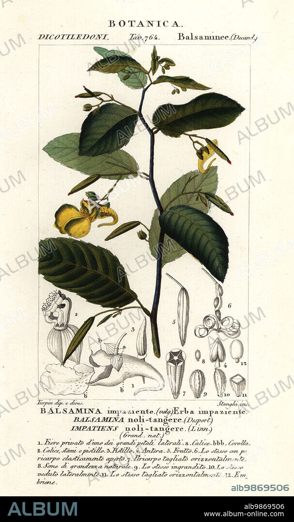 Touch-me-not balsam, Impatiens noli-tangere. Balsamina noli-tangere, Balsamina impaziente, Erba impaziente. Handcoloured copperplate stipple engraving from Antoine Laurent de Jussieu's Dizionario delle Scienze Naturali, Dictionary of Natural Science, Florence, Italy, 1837. Illustration engraved by Stanghi, drawn and directed by Pierre Jean-Francois Turpin, and published by Batelli e Figli. Turpin (1775-1840) is considered one of the greatest French botanical illustrators of the 19th century.