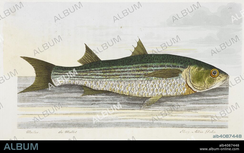 ROGER. NORTH and E. ALBIN. The Mullet. A treatise on fish and fish-ponds, by The Hon. Roger North. Illustrated with eighteen beautifully-coloured specimens, by Ebenezer Albin. London : published by J. Goodwin, [1825?] W. Lewis [Printer]. Source: RB.31.c.551 facing p77.