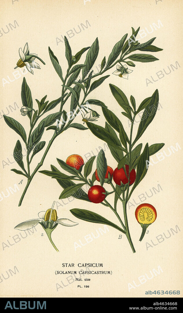 Jerusalem cherry or Madeira winter cherry, Solanum pseudocapsicum var. diflorum (Star capsicum, Solanum capsicastrum). Chromolithograph from an illustration by Desire Bois from Edward Steps Favourite Flowers of Garden and Greenhouse, Frederick Warne, London, 1896.