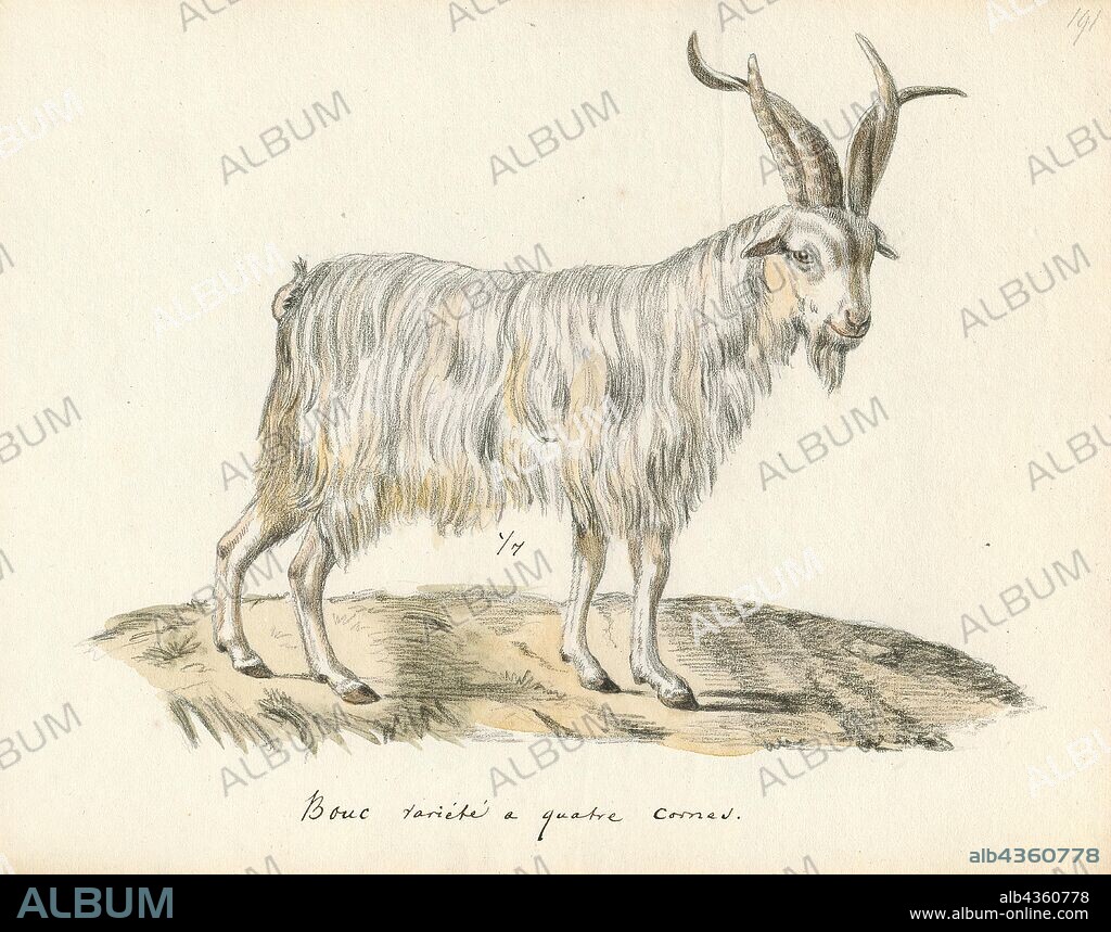 Capra hircus, Print, The domestic goat or simply goat (Capra aegagrus hircus) is a subspecies of C. aegagrus domesticated from the wild goat of Southwest Asia and Eastern Europe. The goat is a member of the animal family Bovidae and the subfamily Caprinae, meaning it is closely related to the sheep. There are over 300 distinct breeds of goat. Goats are one of the oldest domesticated species of animal, and have been used for milk, meat, fur and skins across much of the world. Milk from goats is often turned into goat cheese., goat with four horns.