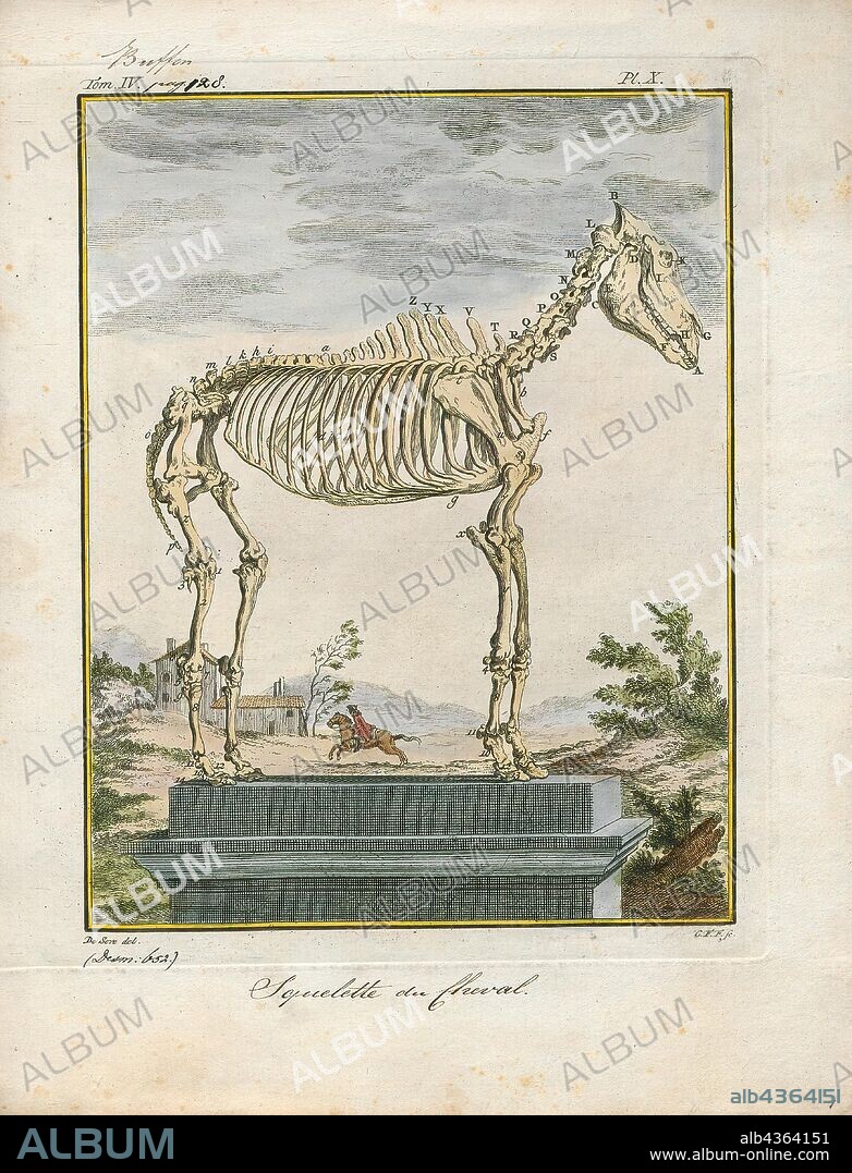 Equus caballus, Print, The horse (Equus ferus caballus) is one of two extant subspecies of Equus ferus. It is an odd-toed ungulate mammal belonging to the taxonomic family Equidae. The horse has evolved over the past 45 to 55 million years from a small multi-toed creature, Eohippus, into the large, single-toed animal of today. Humans began domesticating horses around 4000 BC, and their domestication is believed to have been widespread by 3000 BC. Horses in the subspecies caballus are domesticated, although some domesticated populations live in the wild as feral horses. These feral populations are not true wild horses, as this term is used to describe horses that have never been domesticated, such as the endangered Przewalski's horse, a separate subspecies, and the only remaining true wild horse. There is an extensive, specialized vocabulary used to describe equine-related concepts, covering everything from anatomy to life stages, size, colors, markings, breeds, locomotion, and behavior., skeleton.