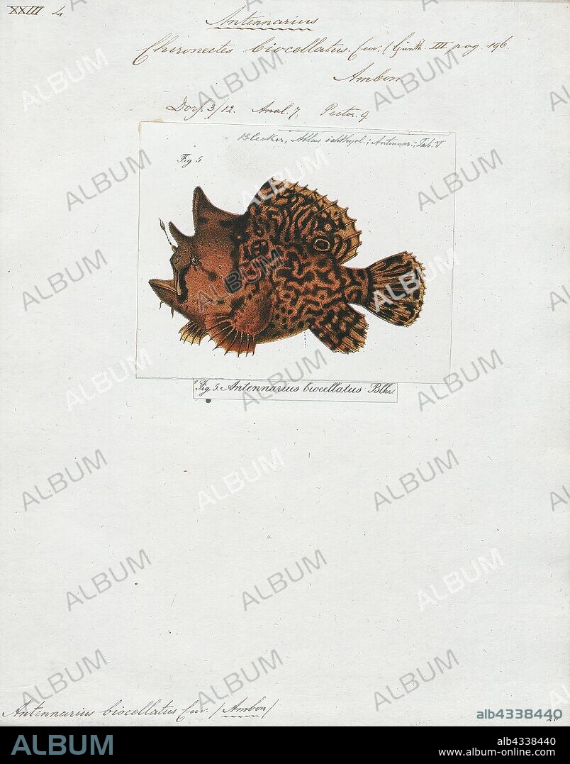 Antennarius biocellatus, Print, Toadfish, 1700-1880.
