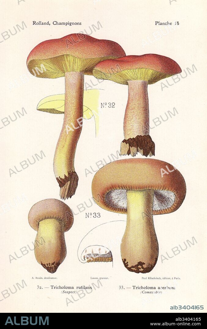 Plums and custard, Tricholomopsis rutilans (Tricholoma rutilans), and bitter knight mushroom, Tricholoma acerbum. Chromolithograph by Lassus after an illustration by A. Bessin from Leon Rolland's Guide to Mushrooms from France, Switzerland and Belgium, Atlas des Champignons, Paul Klincksieck, Paris, 1910.