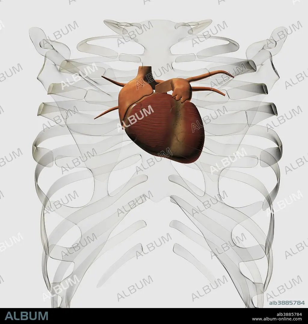 Close-up View Of Human Rib Cage by Stocktrek Images
