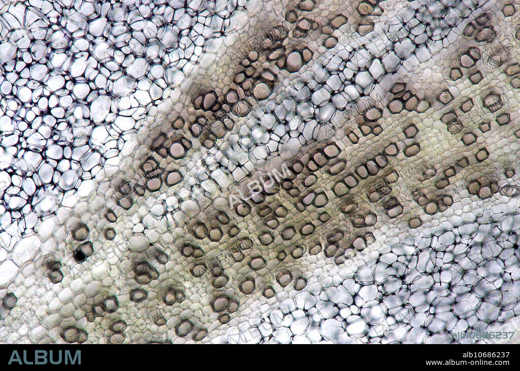 Brassica oleracea (broccoli) tissue. Bright field micrograph of transversal cross-section of the stalk. Magnification is 100X at 10 cm wide.