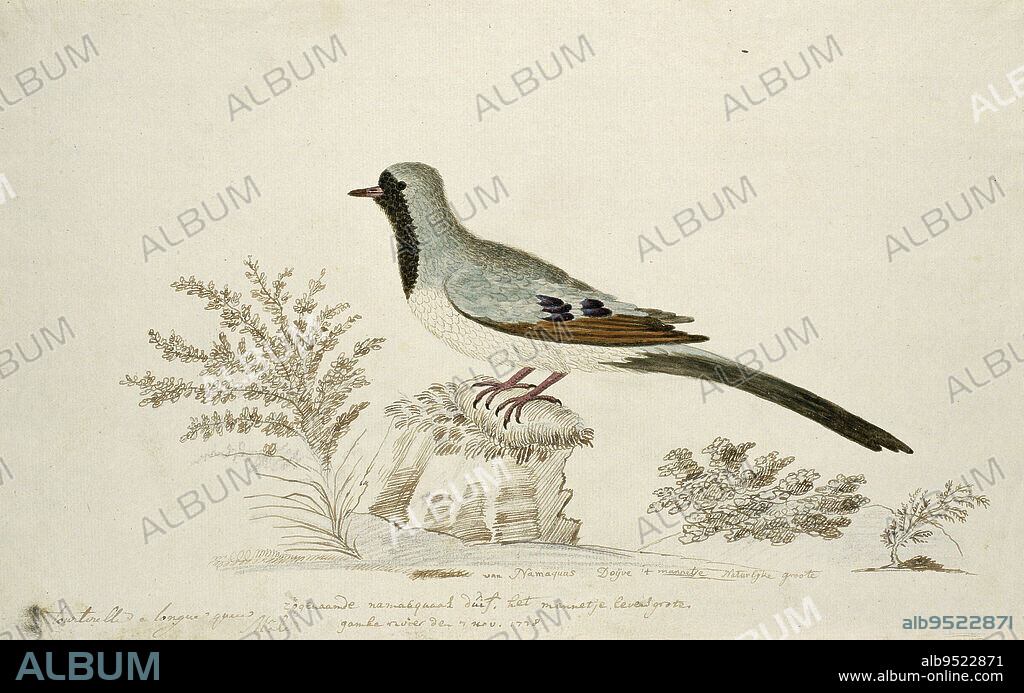 Bird study: Namaqua pigeon (Oena capensis), the male, life-size, Oena capensis (Namaqua deaf), draughtsman: Robert Jacob Gordon, 7-Nov-1778, paper, pen, brush, h 660 mm × w 480 mm, h 269 mm × w 430 mm.