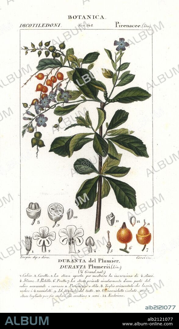 Golden dew drop, Duranta plumieri. Handcoloured copperplate stipple engraving from Jussieu's "Dictionary of Natural Science," Florence, Italy, 1837. Engraved by Corsi, drawn by Pierre Jean-Francois Turpin, and published by Batelli e Figli. Turpin (1775-1840) is considered one of the greatest French botanical illustrators of the 19th century.