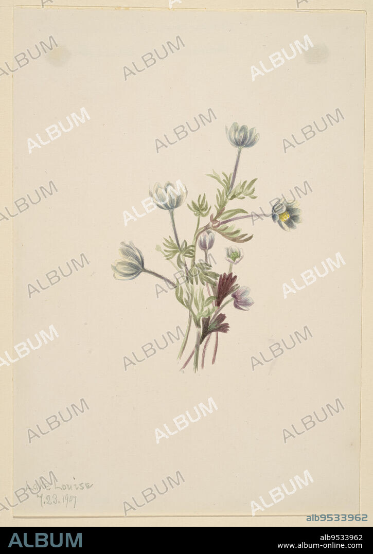MARY VAUX WALCOTT. Anemone (Anemone drummondii). Date: 1907. Watercolor on paper.