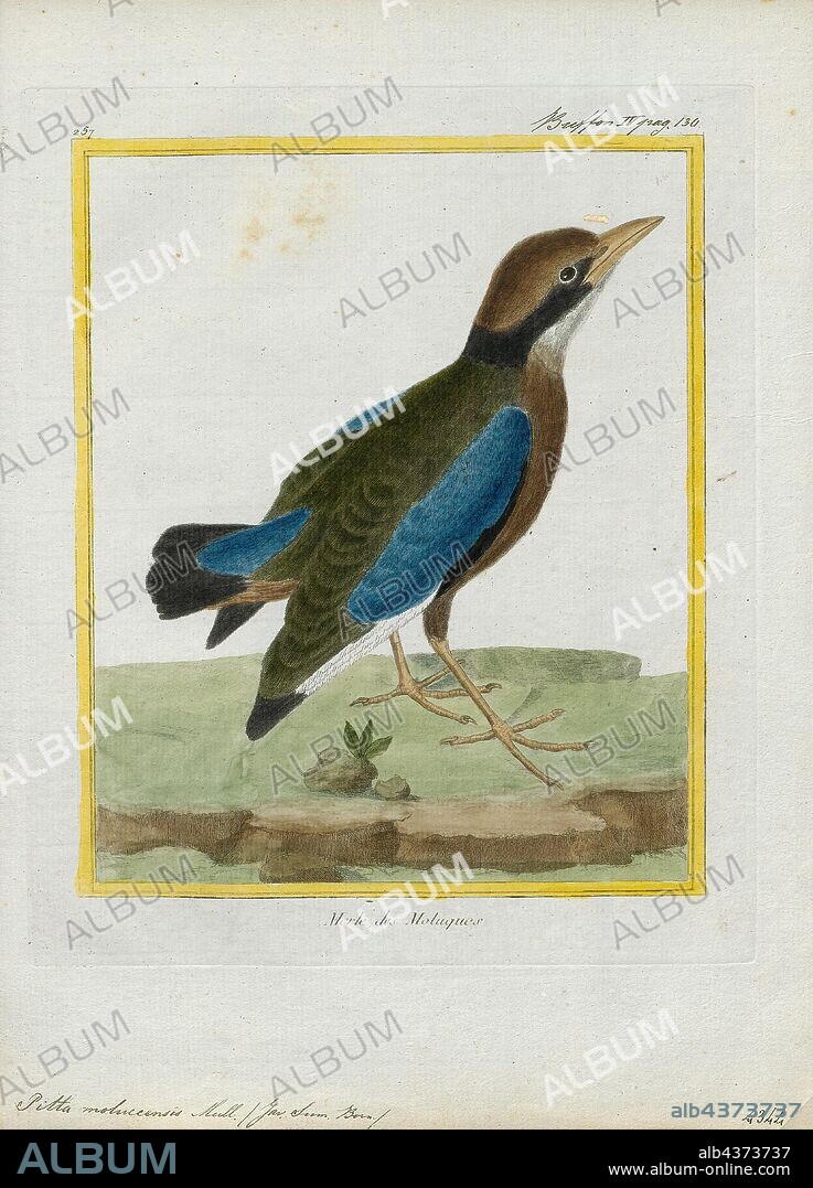 Pitta moluccensis, Print, The blue-winged pitta (Pitta moluccensis) is a  passerine bird in the family Pittidae native to Australia and Southeast  Asia. It forms a superspec - Album alb4373737