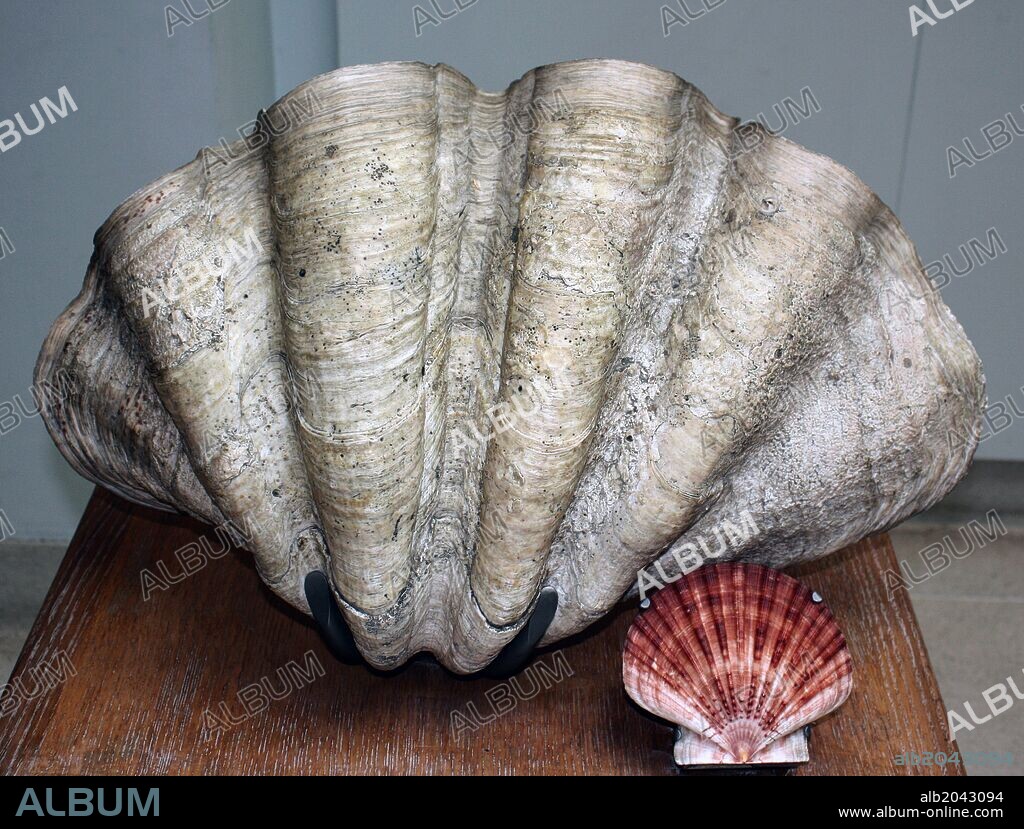 The Mollusc shell is typically an exoskeleton which encloses the animal in the Mollusca, which includes snails, clams, tusk shells and several other classes.