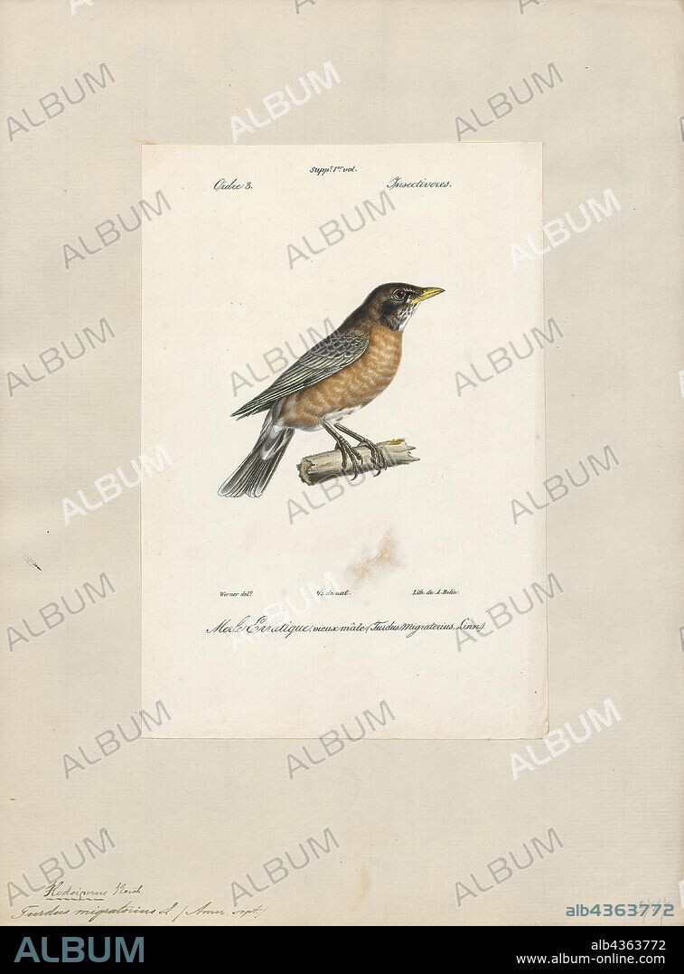 Turdus migratorius, Print, The American robin (Turdus migratorius) is a migratory songbird of the true thrush genus and Turdidae, the wider thrush family. It is named after the European robin because of its reddish-orange breast, though the two species are not closely related, with the European robin belonging to the Old World flycatcher family. The American robin is widely distributed throughout North America, wintering from southern Canada to central Mexico and along the Pacific Coast. It is the state bird of Connecticut, Michigan, and Wisconsin. According to some sources, the American robin ranks behind only the red-winged blackbird (and just ahead of the introduced European starling and the not-always-naturally-occurring house finch) as the most abundant extant land bird in North America. It has seven subspecies, but only T. m. confinis of Baja California Sur is particularly distinctive, with pale gray-brown underparts., 1842-1848.