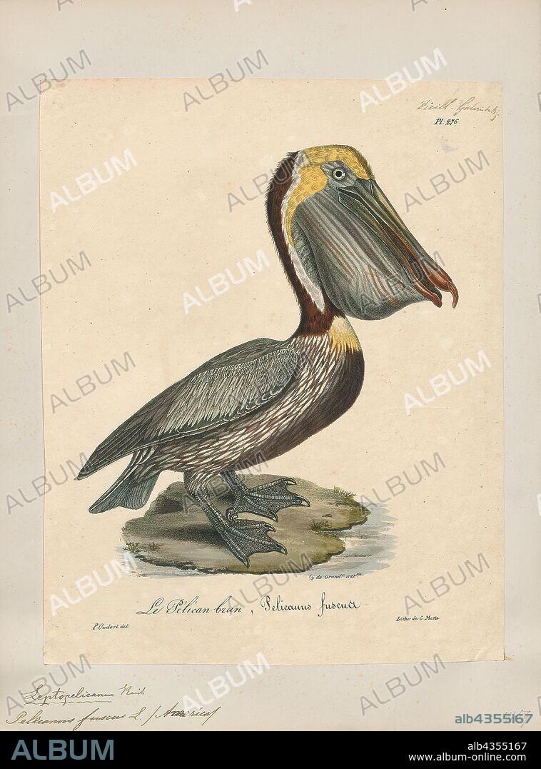 Pelecanus fuscus, Print, Pelican, Pelicans are a genus of large water birds that make up the family Pelecanidae. They are characterised by a long beak and a large throat pouch used for catching prey and draining water from the scooped-up contents before swallowing. They have predominantly pale plumage, the exceptions being the brown and Peruvian pelicans. The bills, pouches, and bare facial skin of all species become brightly coloured before the breeding season. The eight living pelican species have a patchy global distribution, ranging latitudinally from the tropics to the temperate zone, though they are absent from interior South America and from polar regions and the open ocean., 1825-1834.