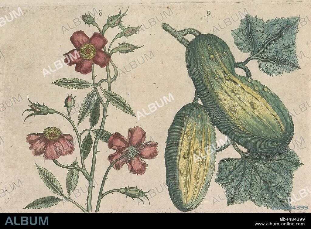 Musk rose (Rosa moschata) and cucumber (Cucumis sativus), Musk rose and cucumber. FIGs. 8 and 9 on a sheet hand numbered 5. In: Anselmi Boetii de Boot I.C. Brugensis & Rodolphi II. Imp. Novel. medici a cubiculis Florum, Herbarum, ac fructuum selectiorum icones, & vires pleraeque hactenus ignotÃ¦. Part of the album with sheets and plates from De Boodt's herbarium from 1640. The twelfth of twelve albums with watercolors of animals, birds and plants known around 1600, commissioned by Emperor Rudolf II, flowers: rose, anonymous, 1604 - 1632 and/or 1640, paper, ink, watercolor (paint), engraving, h 135 mm Ã— w 205 mm h 160 mm Ã— w 230 mm.