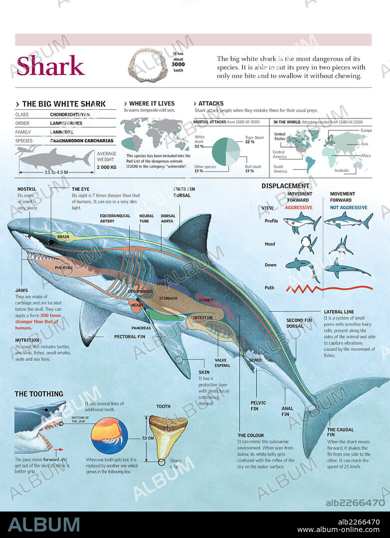 shark. Infographics of habitat, anatomy, teeth and movement of the white shark and attack data on humans.