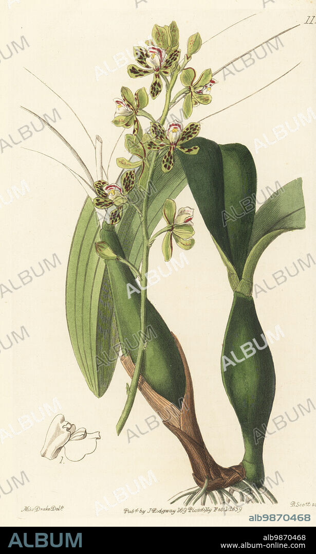 Appendage orchid, Prosthechea crassilabia. Variegated epidendrum orchid, Epidendrum variegatum. Native to the Caribbean, Central and South America. Imported from Brazil by nurseryman George Loddiges. Handcoloured copperplate engraving by Robert Scott after a botanical illustration by Sarah Drake from Edwards Botanical Register, edited by John Lindley, published by James Ridgway, London, 1839.