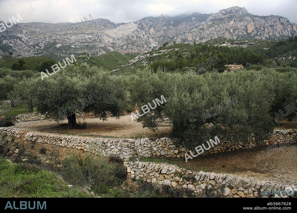 cerca de Alfara de Carles; Ports de Beseit / Puertos de Beceite y olivares en zona de Les Clotes.