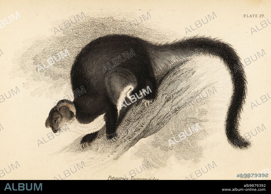 Greater glider, Petauroides volans. Taguan petaurus or flying opossum, Petaurus taguanoides. Handcoloured steel engraving by Lizars after an illustration by George Robert Waterhouse from his Marsupialia or Pouched Animals, Volume XI of the Naturalists Library, W. H. Lizars, Edinburgh, 1841. Waterhouse (1810-1888) was curator at the Zoological Society of Londons museum.