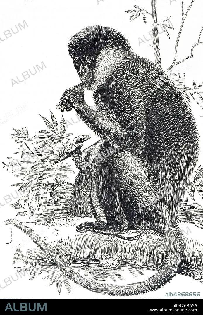 Endangered Dusky Leaf Monkeys / Langurs Greeting Card for Sale by  Studiopanda