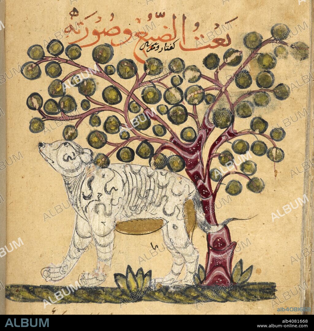 A hyena. Kitab Na't al-hayawan (book of the characteristics of animals). Middle East, 13th century. A treatise on animals and the medical properties of the various parts of their bodies, compiled from works of Aristotle and Ibn Bakhtishu'. Source: Or. 2784, f.171v. Language: Arabic.