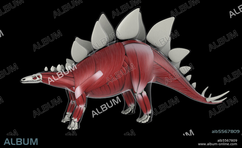 Muscular system of a Stegosaurus dinosaur, side view. - Album