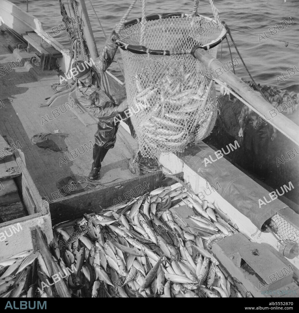 GORDON PARKS. Large dip net transferring mackerel from nets to the