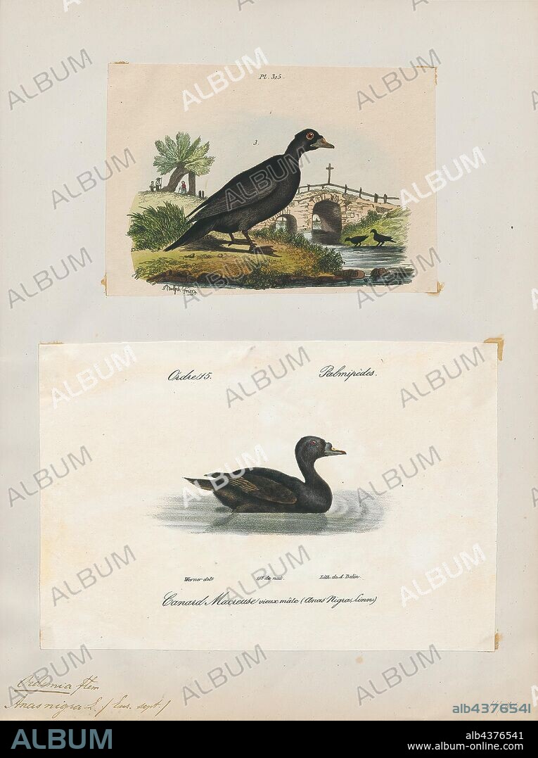 Oidemia nigra, Print, The common scoter (Melanitta nigra) is a large sea duck, 43–54 cm (17–21 in) in length, which breeds over the far north of Europe and Asia east to the Olenyok River. The genus name is derived from Ancient Greek melas, "black.