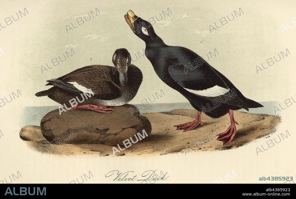 Velvet Duck, Velvet Duck (Melanitta fusca, Fuligula fusca), Signed: J.J. Audubon, J.T. Bowen, lithograph, Pl. 401 (vol. 6), Audubon, John James (drawn); Bowen, J. T. (lith.), 1856, John James Audubon: The birds of America: from drawings made in the United States and their territories. New York: Audubon, 1856.