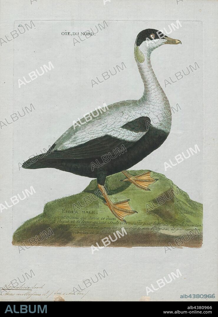 Somateria mollissima, Print, The common eider (Somateria mollissima), also called St. Cuthbert's duck or Cuddy's duck, is a large (50–71 cm (20–28 in) in body length) sea-duck that is distributed over the northern coasts of Europe, North America and eastern Siberia. It breeds in Arctic and some northern temperate regions, but winters somewhat farther south in temperate zones, when it can form large flocks on coastal waters. It can fly at speeds up to 113 km/h (70 mph)., 1790-1796.