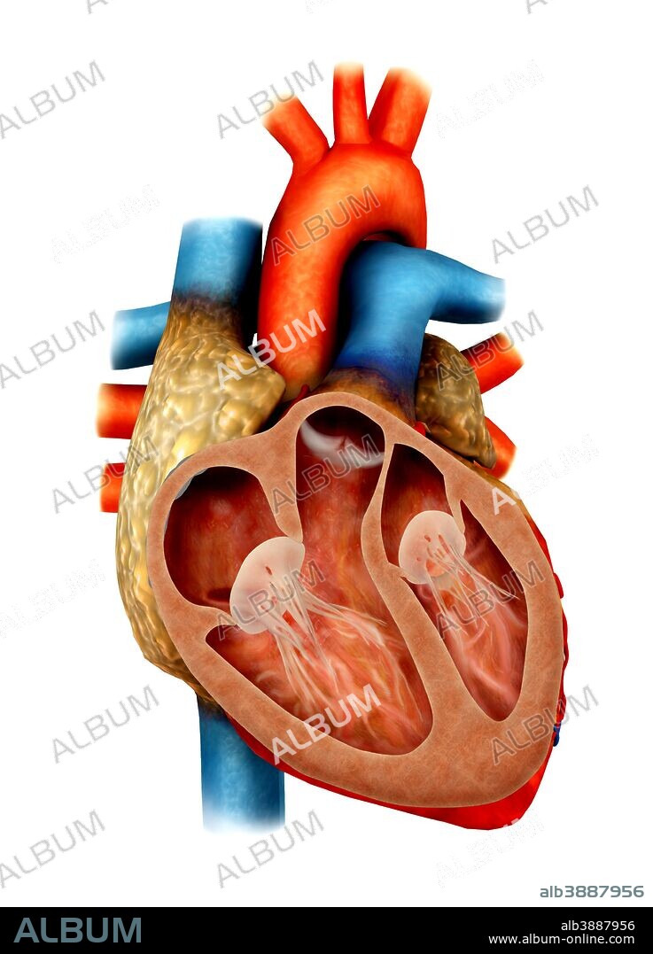 Anatomy of human heart, cross section.