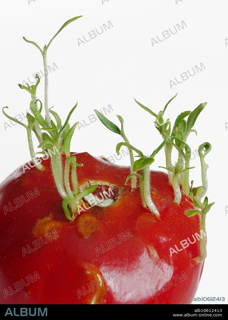 Tomato Seedlings Sprouting Album Alb10612413