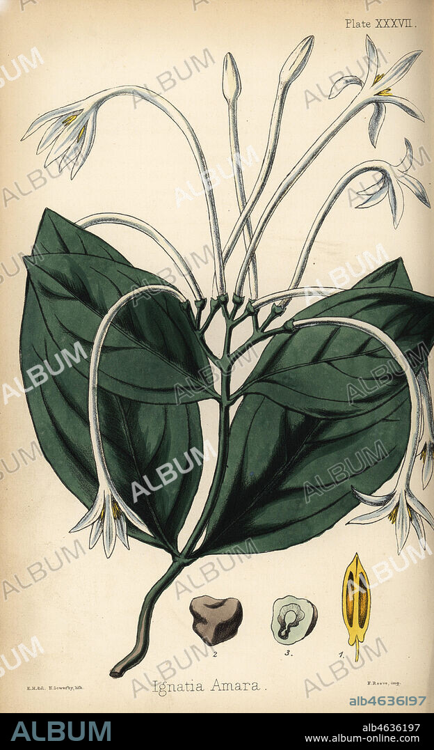 St. Ignatius bean, Strychnos ignatii (Ignatia amara). Handcoloured lithograph by Henry Sowerby after an illustration by Edward Hamilton from Edward Hamilton's Flora Homeopathica, Bailliere, London, 1852.