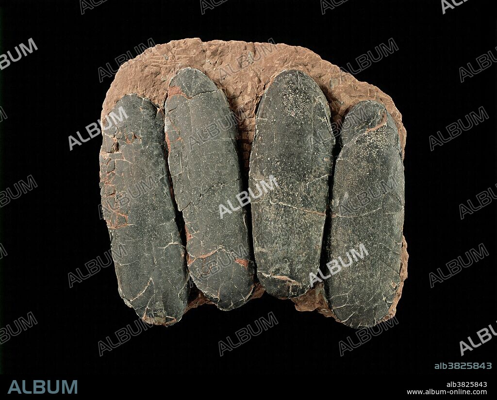 Dinosaur eggs, China. Macroelongatoolithus xixiaensis (Lee et al, 1995). Probably a giant form of oviraptosaur. Cretaceous. Xixia Basin, Henan Province, China, Size: each egg is about 40 cm long by 14 cm wide (16 in. by 5.5 in.).