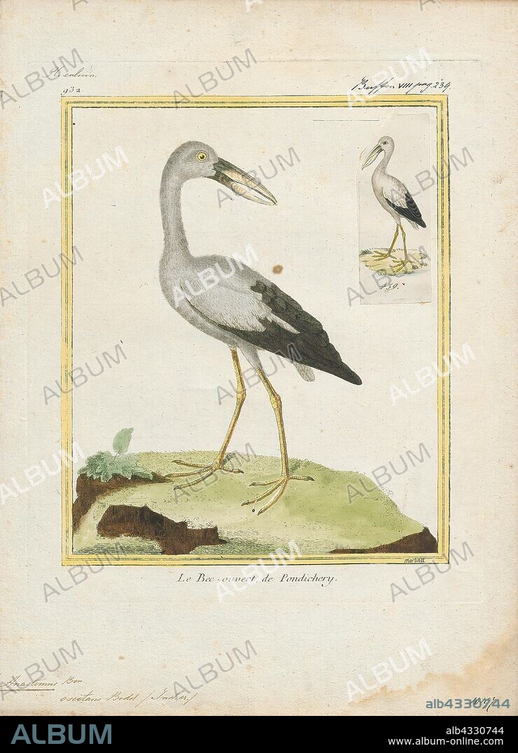 Anastomus oscitans, Print, The Asian openbill or Asian openbill stork (Anastomus oscitans) is a large wading bird in the stork family Ciconiidae. This distinctive stork is found mainly in the Indian subcontinent and Southeast Asia. It is greyish or white with glossy black wings and tail and the adults have a gap between the arched upper mandible and recurved lower mandible. Young birds are born without this gap which is thought to be an adaptation that aids in the handling of snails, their main prey. Although resident within their range, they make long distance movements in response to weather and food availability., 1700-1880.