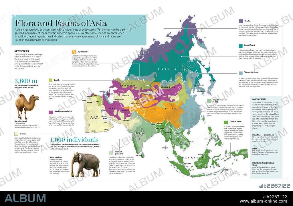 Flora and fauna of Asia. Infographic of the different ecosystems of the Asian continent and the flor and fauna typical of each one.