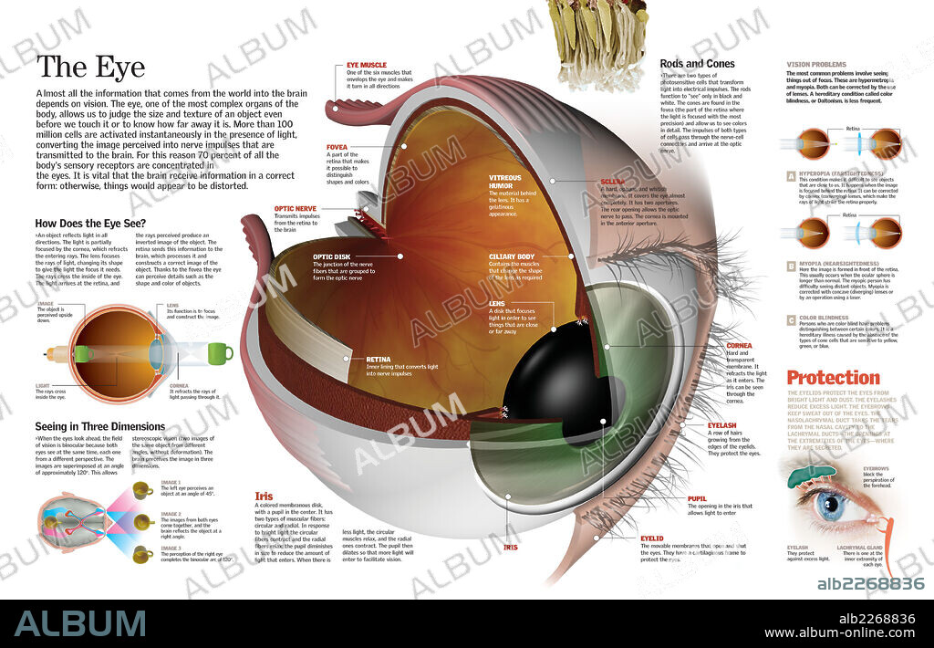 The eye. Infographic of the parts of the human eye, their function and the most common eye defects.