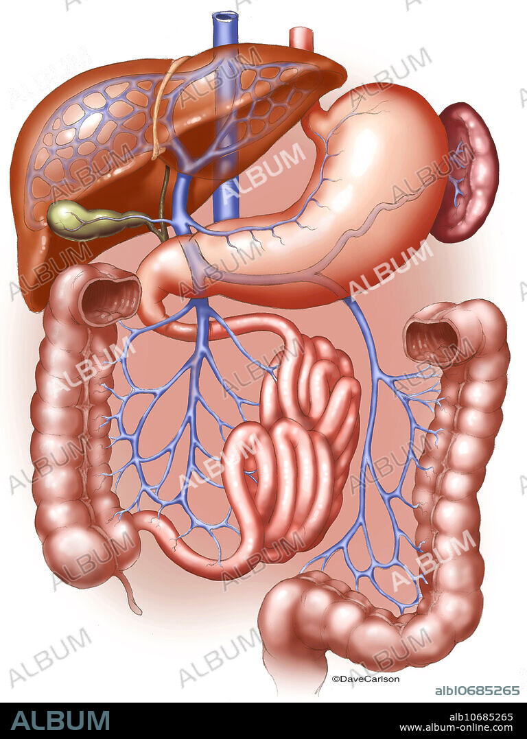 Colour illustration of the hepatic portal system showing the venous drainage of the digestive system (the veins that carry blood from the digestive organs to the liver and inferior vena cava).