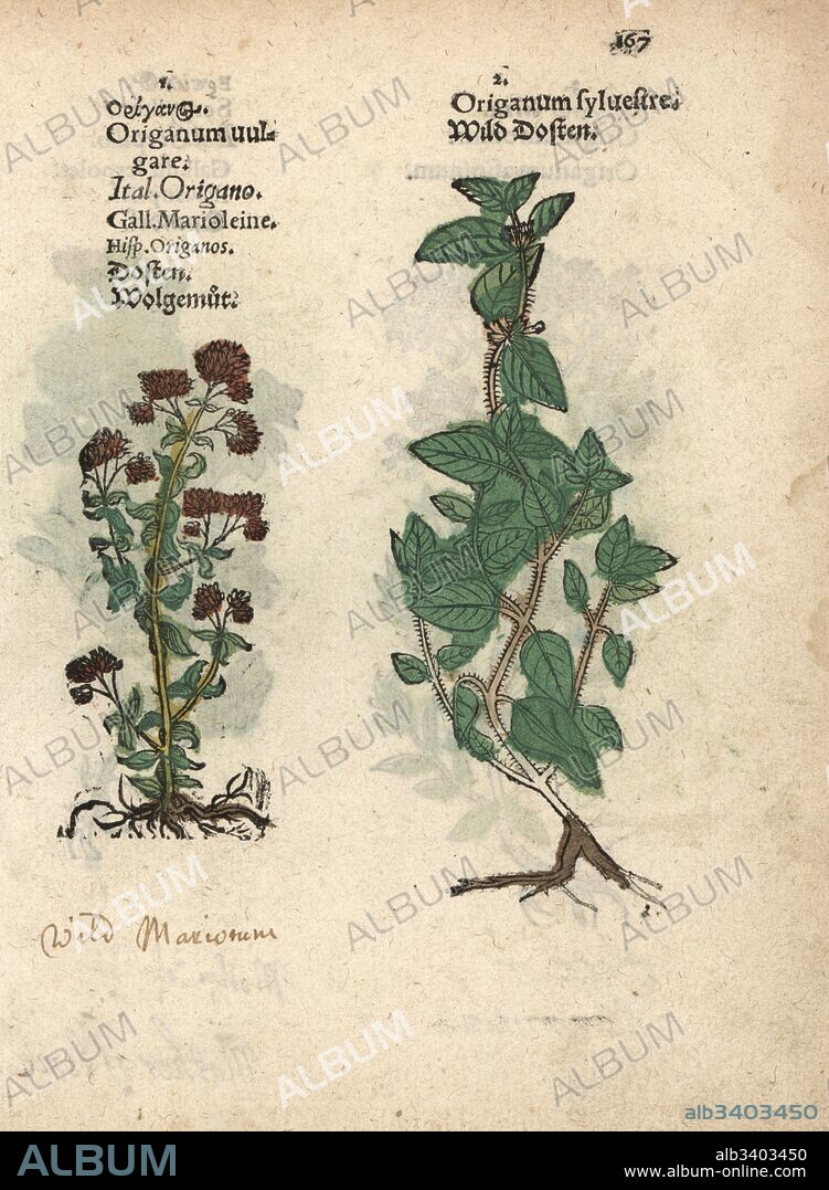 Wild marjoram or oregano, Origanum vulgare. Handcoloured woodblock engraving of a botanical illustration from Adam Lonicer's Krauterbuch, or Herbal, Frankfurt, 1557. This from a 17th century pirate edition or atlas of illustrations only, with captions in Latin, Greek, French, Italian, German, and in English manuscript.