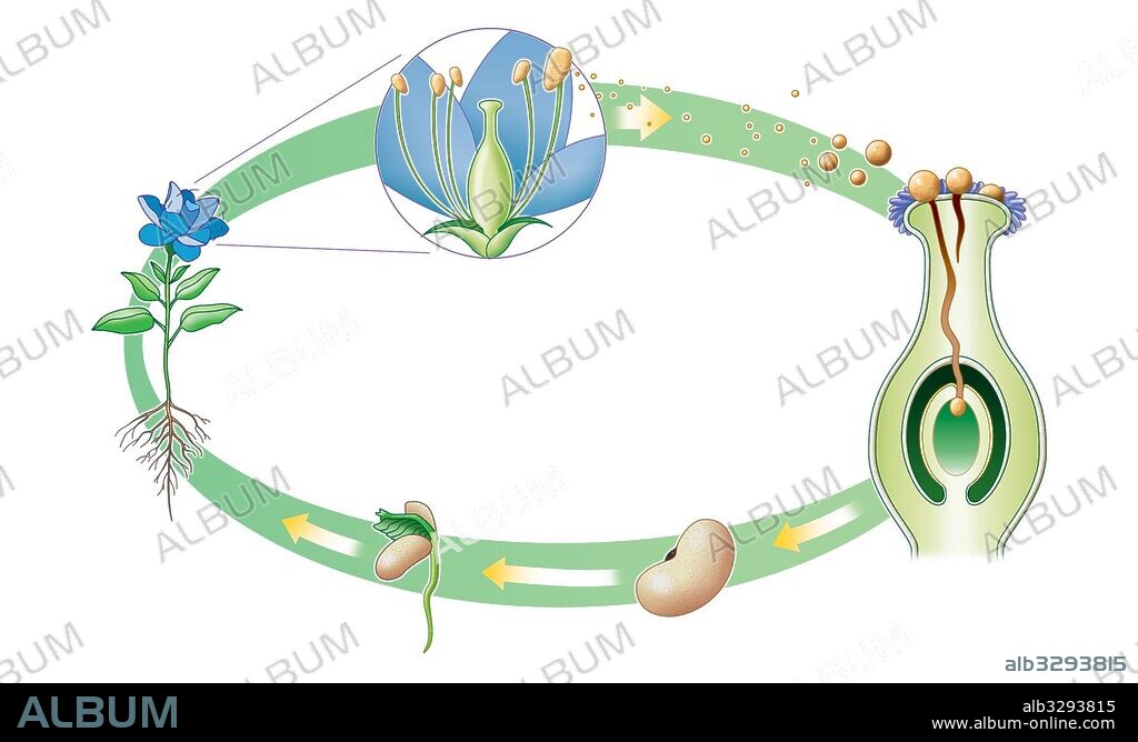 Ciclo biológico de las angiospermas.